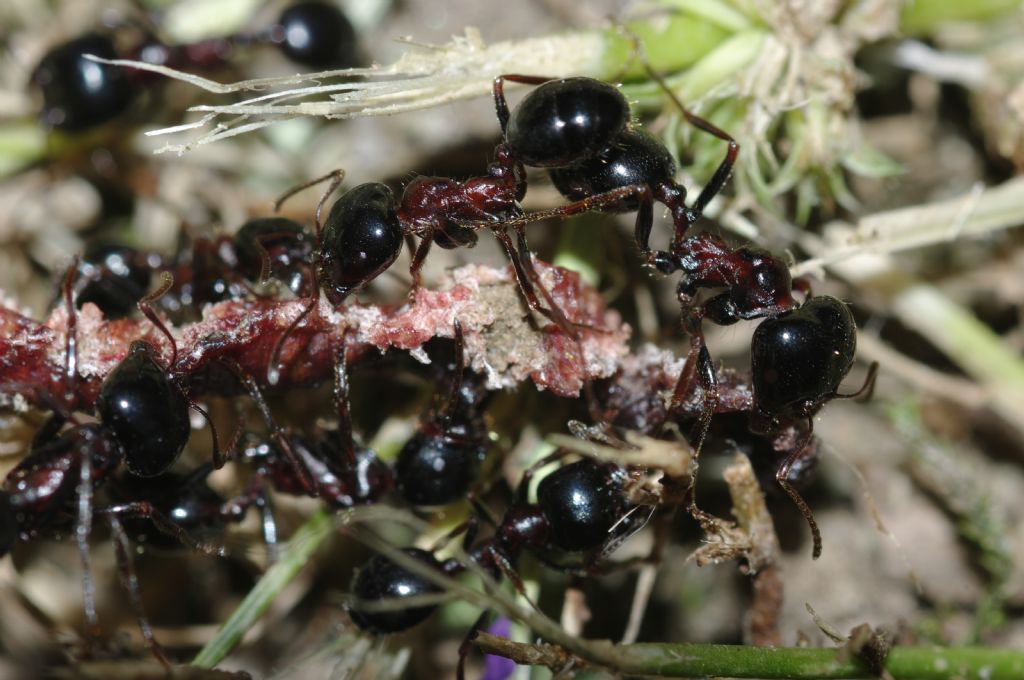 Messor wasmanni con lombrico secco